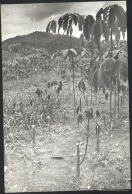 image 04